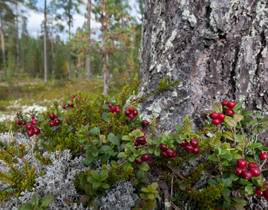 Puun runko, puolukan varpuja ja jäkälää metsässä.